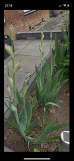 Iris per stuk €6 vaste plant, Tuin en Terras, Planten | Tuinplanten, Ophalen of Verzenden, Eenjarig, Groenteplanten, Volle zon