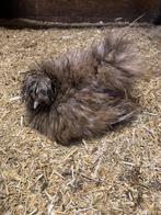 zeer broedse hen Usa zijdehoen voor natuurbroed, Vrouwelijk, Kip