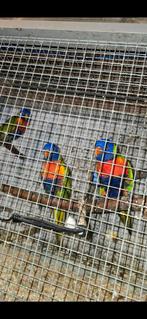 Koepel van lori van de blauwe brug, Dieren en Toebehoren