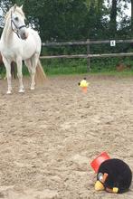 Proefsessie Paardencoaching, Diensten en Vakmensen, Coaching en Persoonlijke effectiviteit