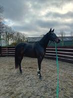 5 jarige Glamourdale merrie, Dieren en Toebehoren, Paarden, Merrie, B, Gechipt, Dressuurpaard