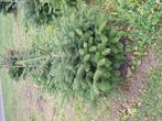 Kerstbomen, Ophalen, Overige soorten, Volle zon