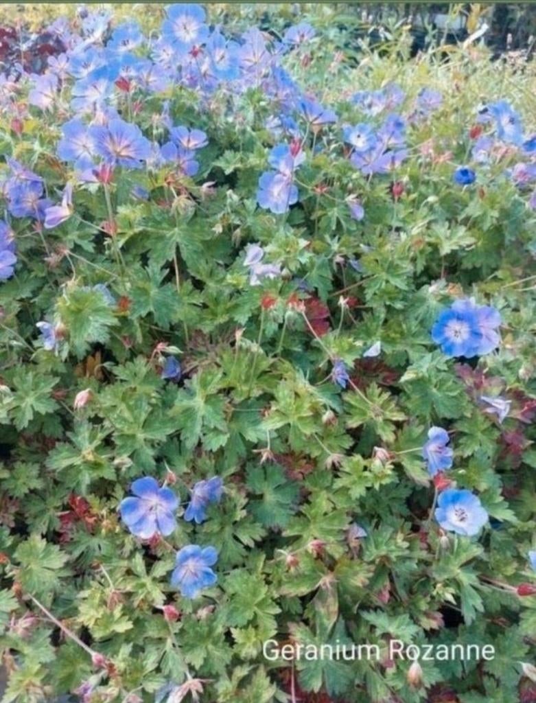 Geranium Rozanne, Tuin en Terras, Planten | Tuinplanten, Ophalen, Bodembedekkers, Volle zon, Vaste plant