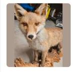 Vos opgezet, Ophalen