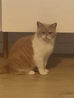 Exotic shorthair katter, Dieren en Toebehoren, Katten en Kittens | Raskatten | Korthaar, Kater, 0 tot 2 jaar
