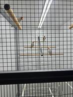 Major putters, Meerdere dieren, Wildzangvogel