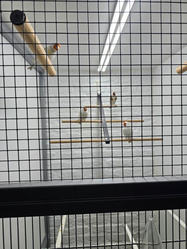 Major putters, Dieren en Toebehoren, Vogels | Overige Vogels, Wildzangvogel, Meerdere dieren