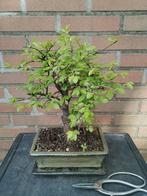 Zelkova binnen bonsai, Minder dan 100 cm, Overige soorten, Volle zon, Ophalen of Verzenden