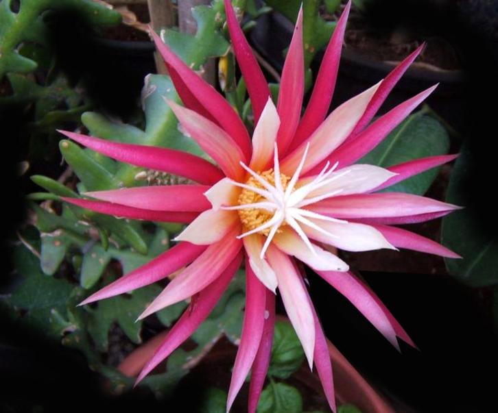 cactus - Selenicereus anthonyanus  - Epiphyllum, Huis en Inrichting, Kamerplanten, Cactus, Minder dan 100 cm, Volle zon, Ophalen of Verzenden
