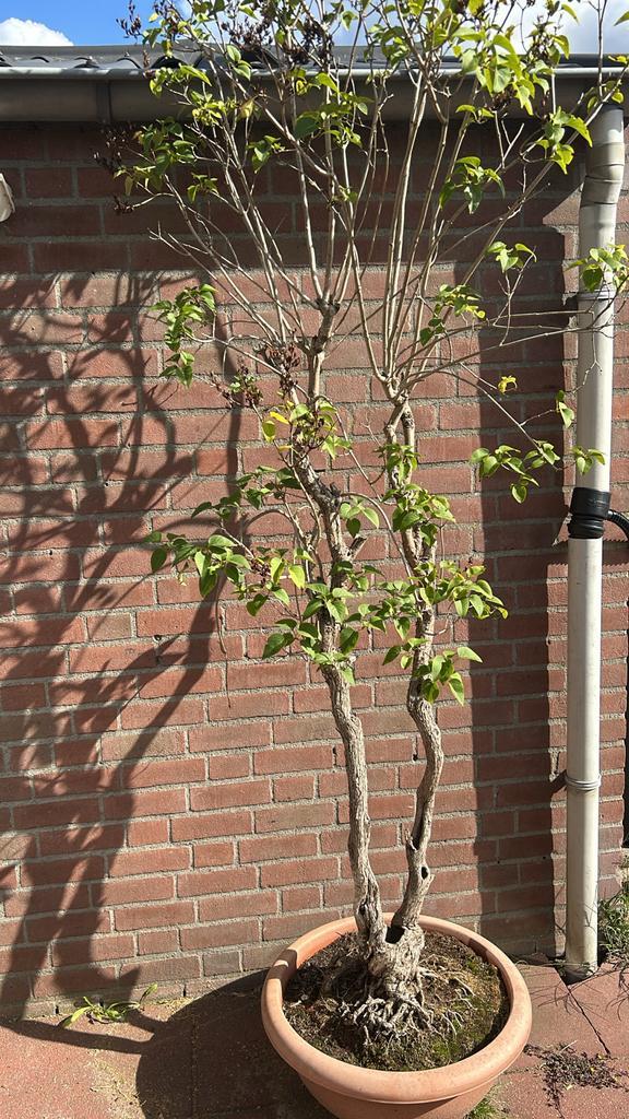 Syringa vulgaris 'Dark Koster' Bonsai, Tuin en Terras, Planten | Bomen, Overige soorten, 100 tot 250 cm, Volle zon, Lente, In pot