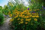 Rudbeckia fulgida 'Goldsturm' (Gele Zonnehoed) P9, Volle zon, Vaste plant, Zomer, Ophalen