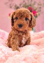 Prachtige rode mini labradoodle pups - mini doodle, Dieren en Toebehoren, Honden | Chihuahua's en Gezelschapshonden, Overige rassen
