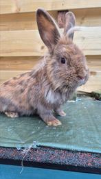 Jong Leeuwenkop konijn, Dieren en Toebehoren, Mannelijk