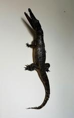 Antiek opgezette krokodil, Ophalen of Verzenden, Gebruikt, Vogel, Opgezet dier