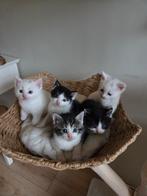 Nestje kittens Mainecoon X  eu. Korthaar, Dieren en Toebehoren, Katten en Kittens | Raskatten | Langhaar, Meerdere dieren