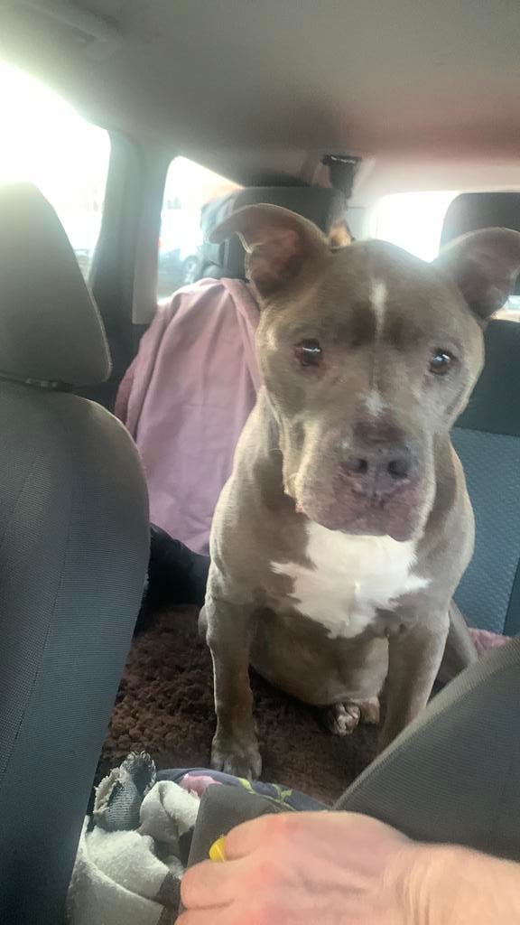 FCI STAMBOOM, 6 jaar of ouder, Rabiës (hondsdolheid), Reu, American Staffordshire Terriër