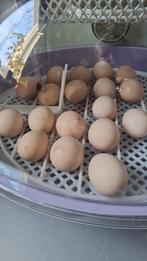 Eieren uitbroeden ik help u, Dieren en Toebehoren, Geslacht onbekend