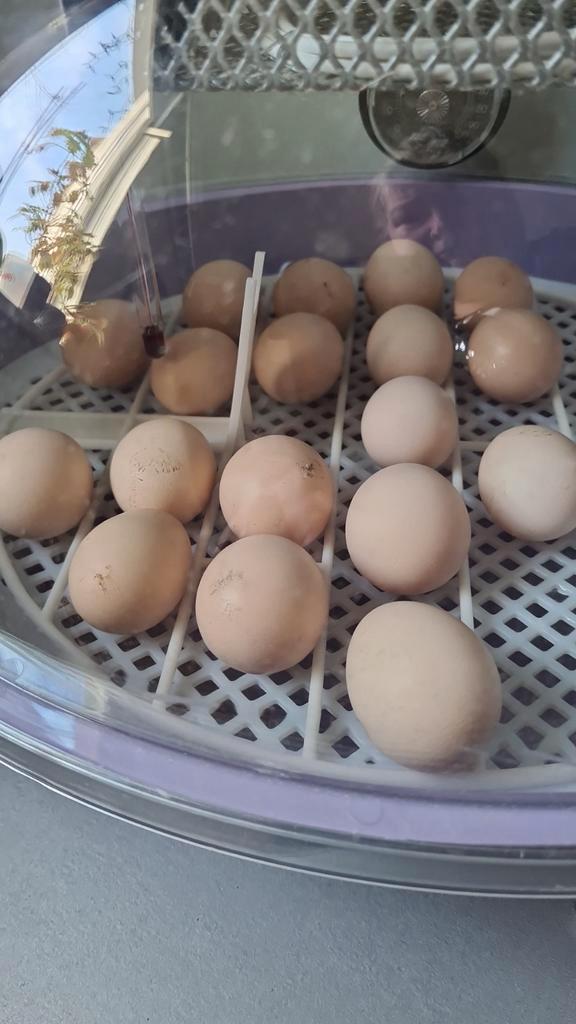 Eieren uitbroeden ik help u, Dieren en Toebehoren, Pluimvee, Geslacht onbekend