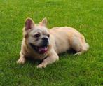 😍 Super lieve fluffy franse bulldog reu ter overname 😍, Particulier, Reu, CDV (hondenziekte), 1 tot 2 jaar