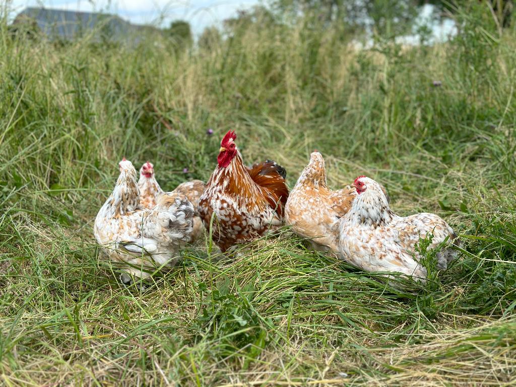 Jonge Cochin kriel porselein blauwgetekend gesekst + ingeënt, Dieren en Toebehoren, Pluimvee, Kip, Vrouwelijk