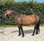 Brave allround grote C-pony merrie 8 jaar, Dieren en Toebehoren, Pony's, 7 tot 10 jaar, Merrie, Gechipt, L