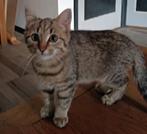 5 kittens, Dieren en Toebehoren, Katten en Kittens | Raskatten | Korthaar, Meerdere dieren, Ontwormd