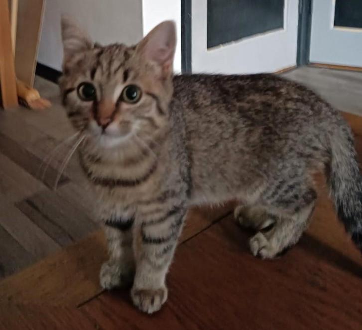 5 kittens, Dieren en Toebehoren, Katten en Kittens | Raskatten | Korthaar, Meerdere dieren, Ontwormd