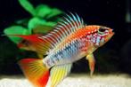 Apistogramma viejita II per paar - Koidream Valburg