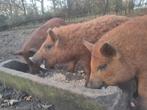 Mangalitza biggen 3 Borgjes wolvarkens, Dieren en Toebehoren, Schapen, Geiten en Varkens