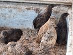 Prachtige kleuren japanse kwartels tam, Dieren en Toebehoren, Meerdere dieren, Tropenvogel, Tam