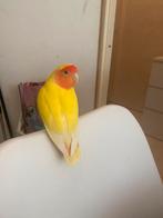 Jonge Lovebird / Agarponis, Dieren en Toebehoren, Vogels | Parkieten en Papegaaien, Meerdere dieren, Dwergpapegaai of Agapornis