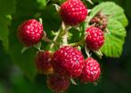 Frambozen, bramen, japanse wijnbessen platjes, Tuin en Terras, Planten | Tuinplanten, Ophalen, Zomer, Volle zon