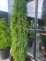 Sequoiadendron gig.Pendulum, Tuin en Terras, Bloeit niet, Overige soorten, 250 tot 400 cm, Ophalen