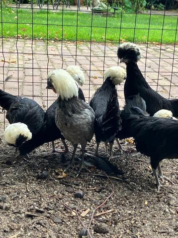 Mooie Hollandse Kuifhoenkrielen beschikbaar voor biedingen