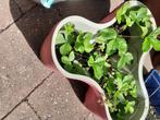 Aardbei plantjes, Ophalen, Volle zon, Vaste plant, Zomer