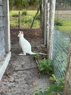 Verschillende Bennet Wallaby’s bruin/wit man/vrouw, Dieren en Toebehoren, September, Meerdere dieren