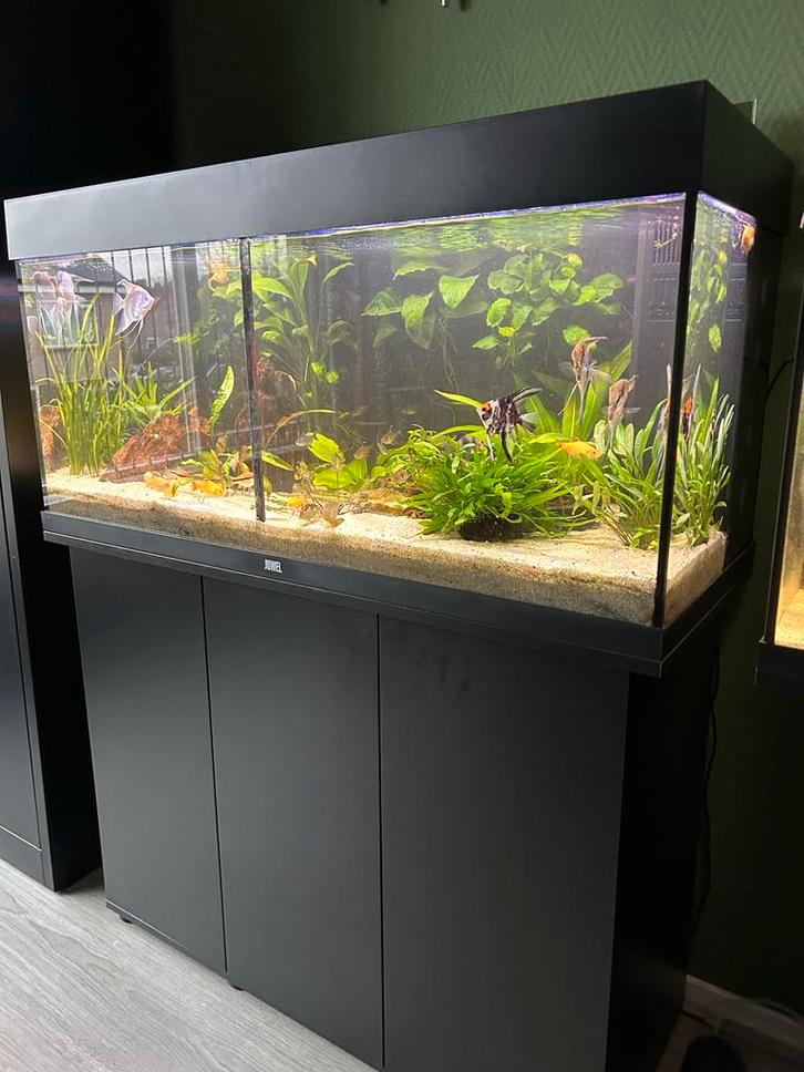 Schitterende Juwel rio 180 L  led 1 jaar oud!! Inclusief…., Dieren en Toebehoren, Vissen | Aquaria en Toebehoren, Zo goed als nieuw