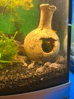 Corydora Paleatus, Vis