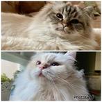 Twee prachtige Heilige Birmaan poezen. Goed lezen!, Dieren en Toebehoren, Poes, Gechipt, 0 tot 2 jaar