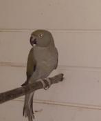 Halsband parkiet pop, Dieren en Toebehoren, Vogels | Parkieten en Papegaaien, Vrouwelijk, Parkiet, Geringd