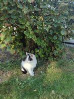 Kittens, Dieren en Toebehoren, Katten en Kittens | Raskatten | Korthaar, Poes