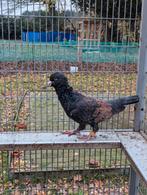 Syrische duif, man, Dieren en Toebehoren, Mannelijk, Overige soorten