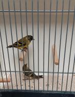 Zwartkopsijs, Dieren en Toebehoren, Vogels | Overige Vogels, Meerdere dieren, Geringd
