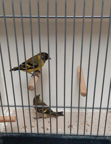 Zwartkopsijs beschikbaar voor biedingen