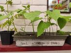 Stekjes te koop voor de (mini) moestuin, Ophalen, Zomer, Eenjarig, Volle zon