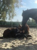 Grondwerk met gevoel, Gedragstraining