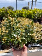 Ilex Crenata luxus hedge 15 cm excl. pot, Tuin en Terras, Planten | Struiken en Hagen, Ophalen of Verzenden