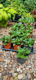 Ajuga, groenblijvende bodembedekker, Tuin en Terras, Planten | Tuinplanten, Ophalen, Bodembedekkers, Vaste plant, Halfschaduw