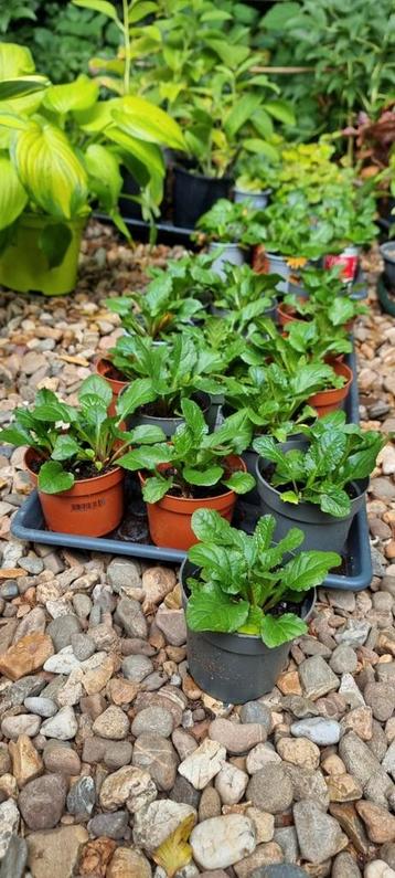 Ajuga, groenblijvende bodembedekker beschikbaar voor biedingen