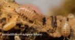 Armadillidium vulgare albino € 0,50, Dieren en Toebehoren, Overige soorten